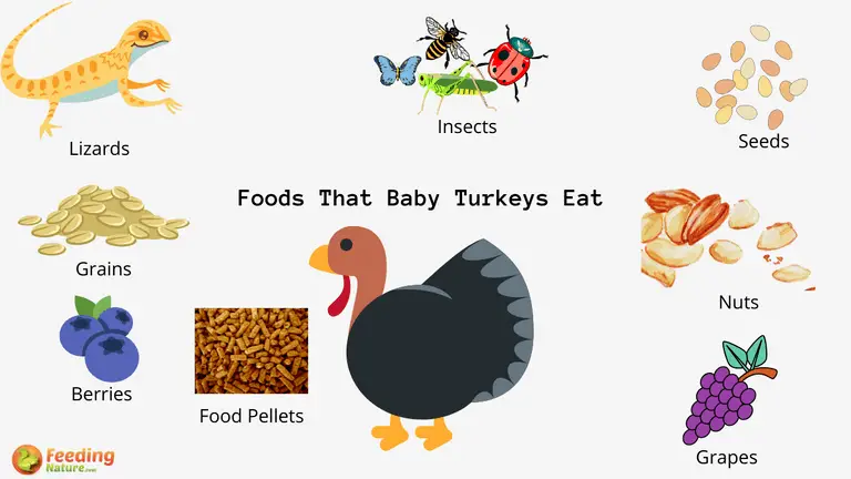 What Do Baby Turkeys Eat