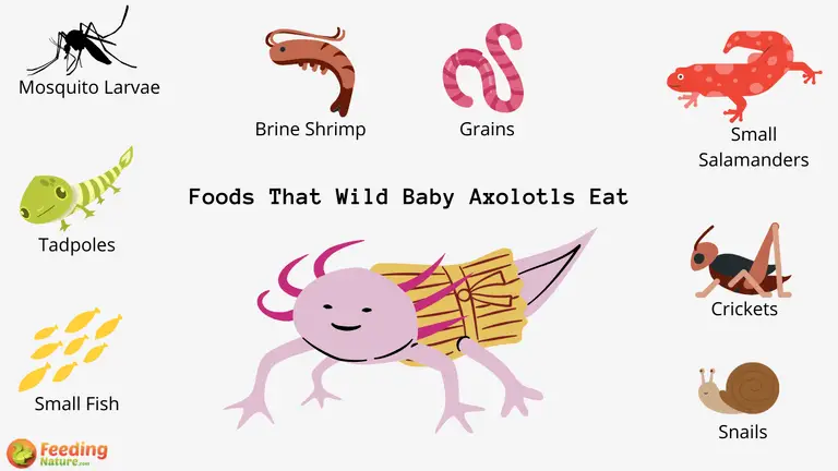 What Do Baby Axolotls Eat