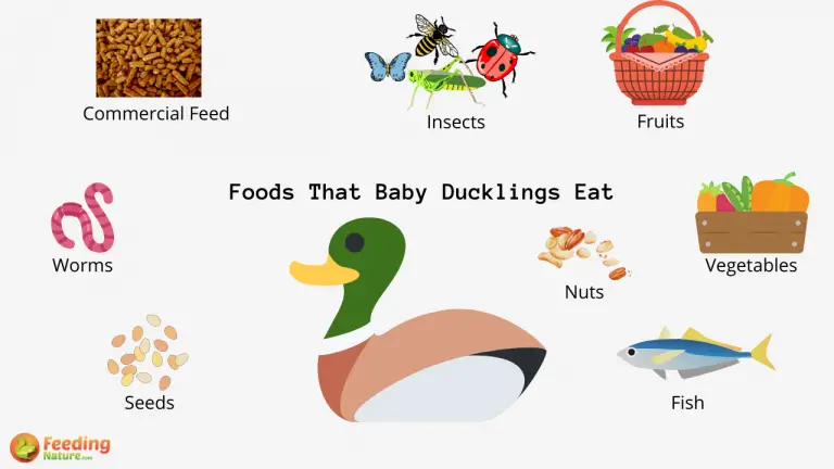 What Do Baby Ducklings Eat