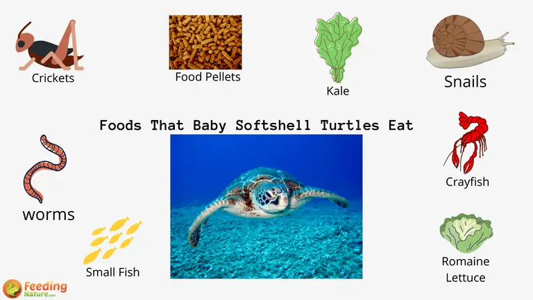 What Do Baby Softshell Turtles Eat