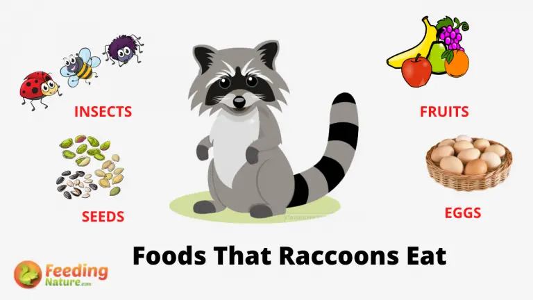 What Do Raccoons Eat