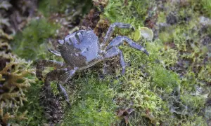 what do baby crabs eat
