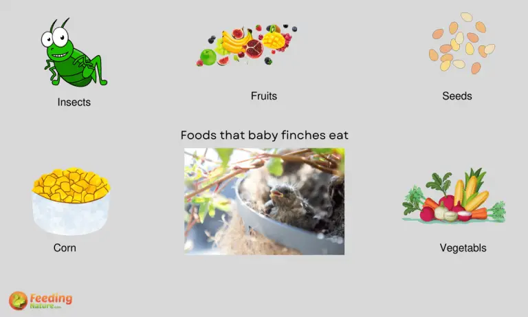 what do baby finches eat