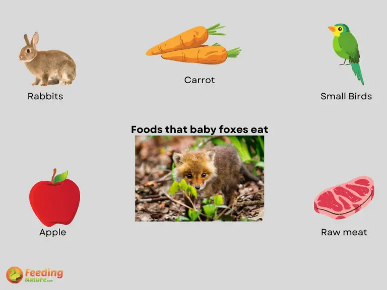 what do baby foxes eat