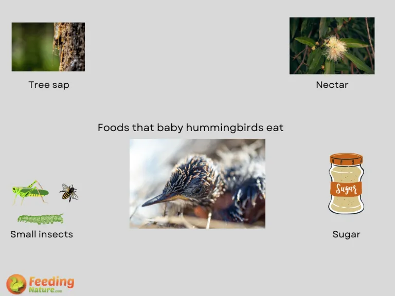 what do baby hummingbirds eat