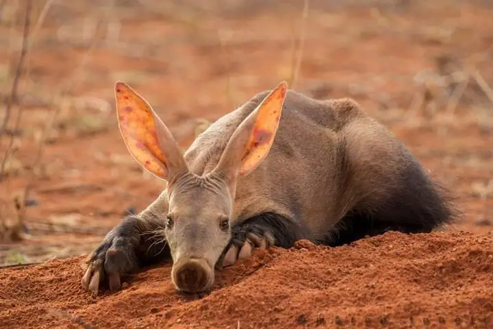 What do aardvarks eat?