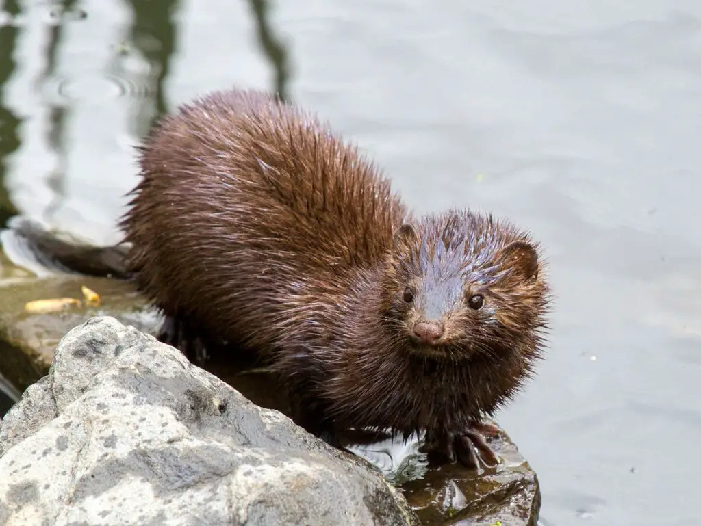 Do minks eat vegetables?