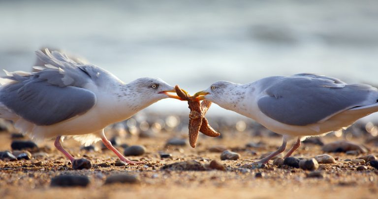 what do seagulls eat