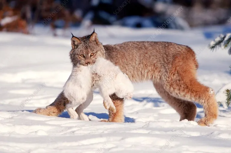 what do lynx eat