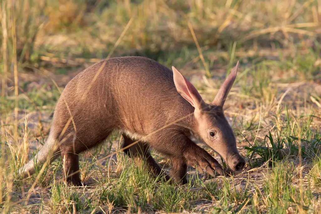Where do aardvarks live?