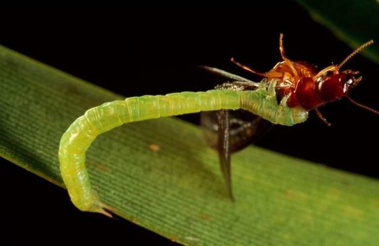 what do inchworms eat