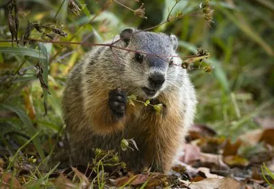 what do woodchucks eat