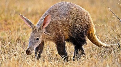 What do aardvarks eat?