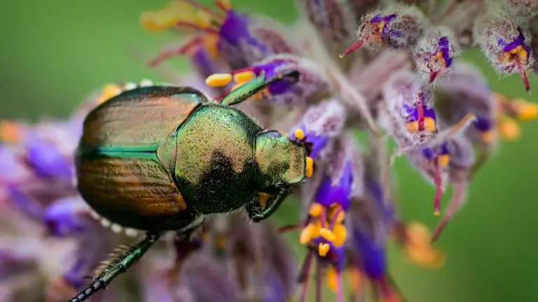 what do beetles eat