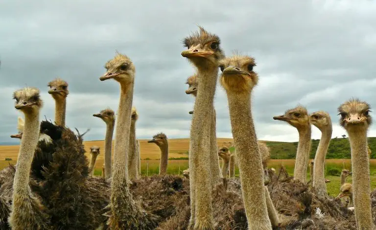 what do ostriches eat