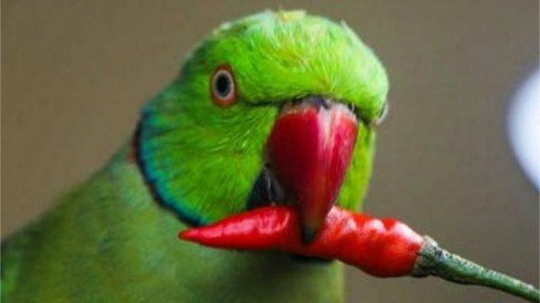 What do parrots eat