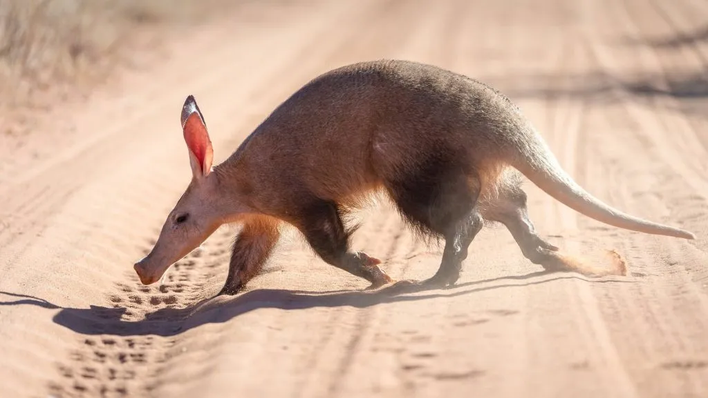 What is aardvarks favorite food?
