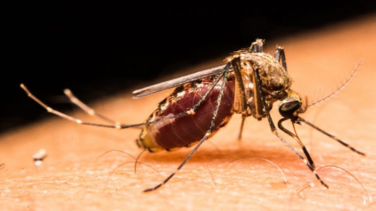 what do mosquitoes eat