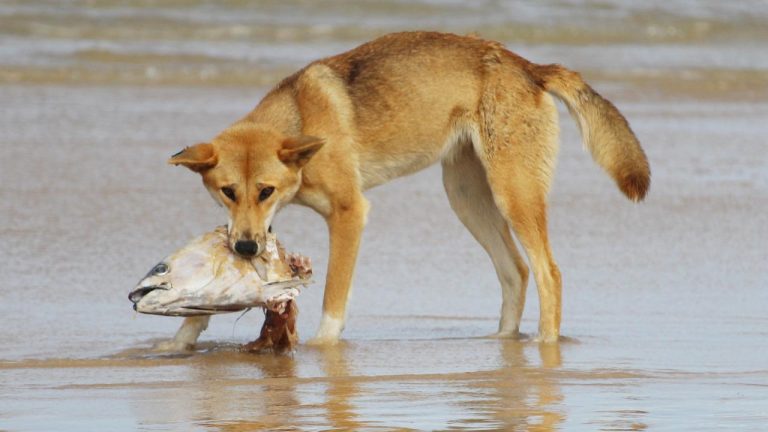 what do dingoes