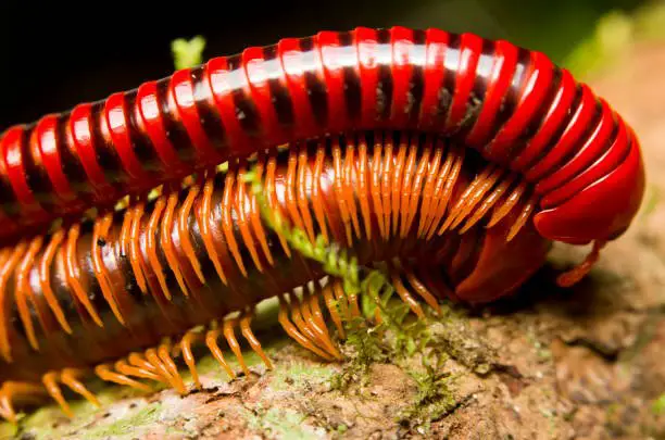 what do millipedes eat