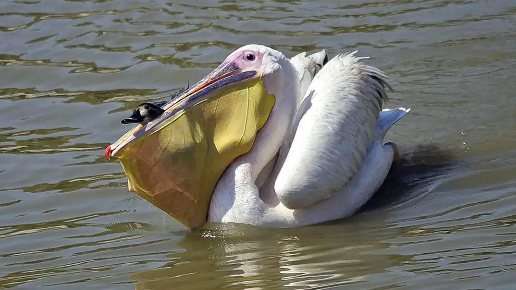 Do pelicans eat shrimp?