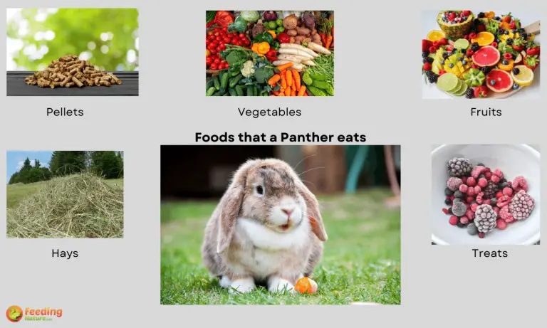 what do bunnies eat