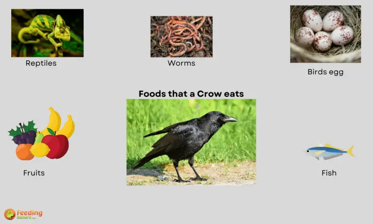 what do crows eat