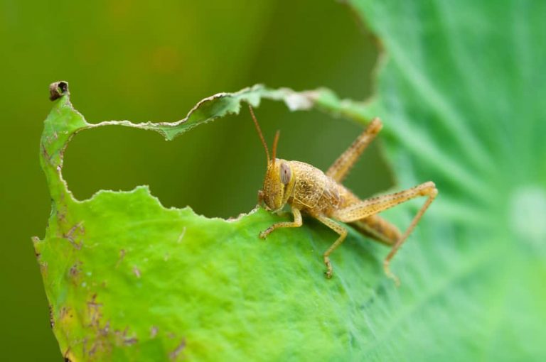 what do grasshoppers eat