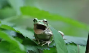 what do tiny baby frogs eat