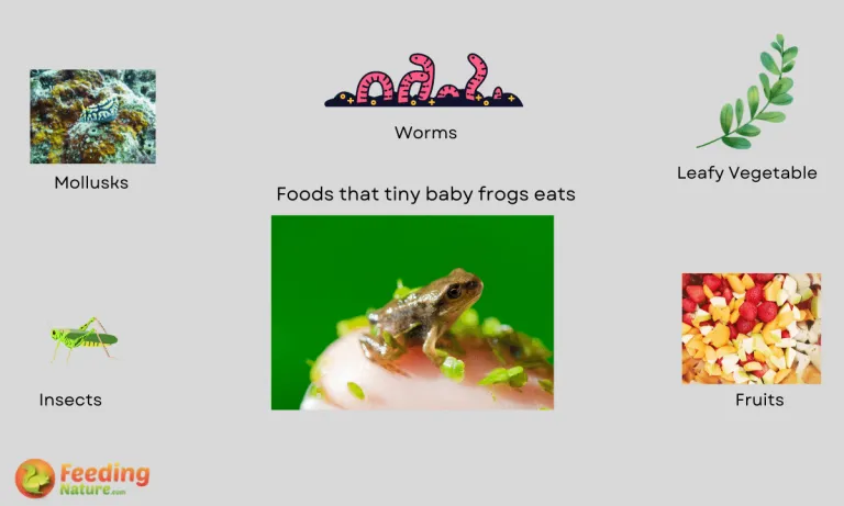 what do tiny baby frogs eat