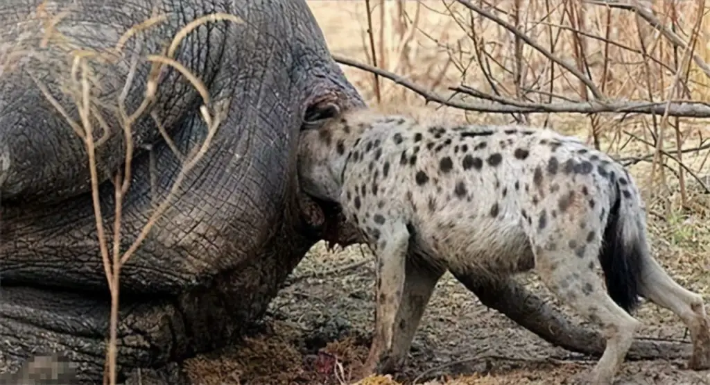 What do hyenas eat in the ark?