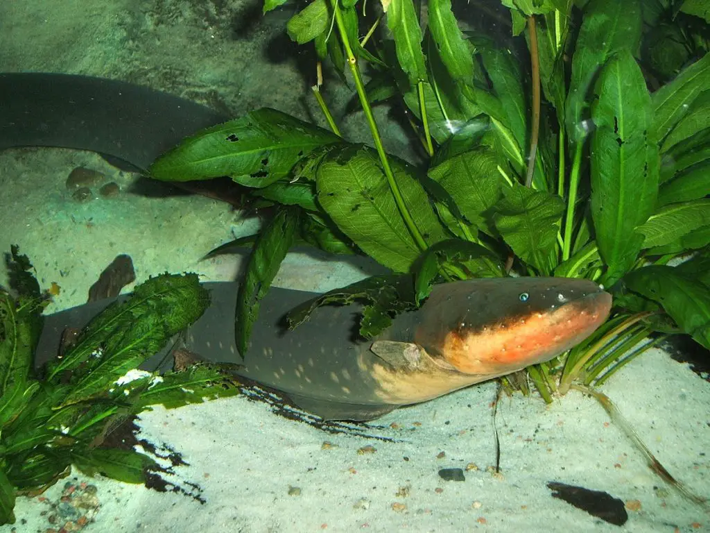 What are Eels' favorite food?