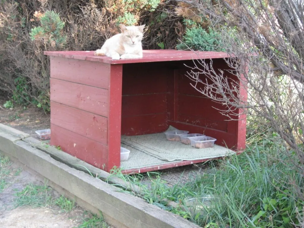 Dog proof cat feeding station ideas