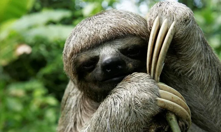 what do sloths eat
