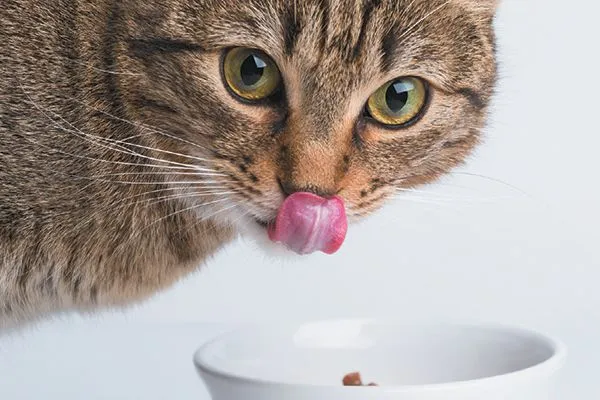 best kitten wet food