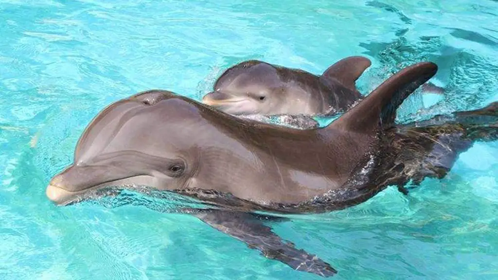 What Do Baby Dolphins Eat?