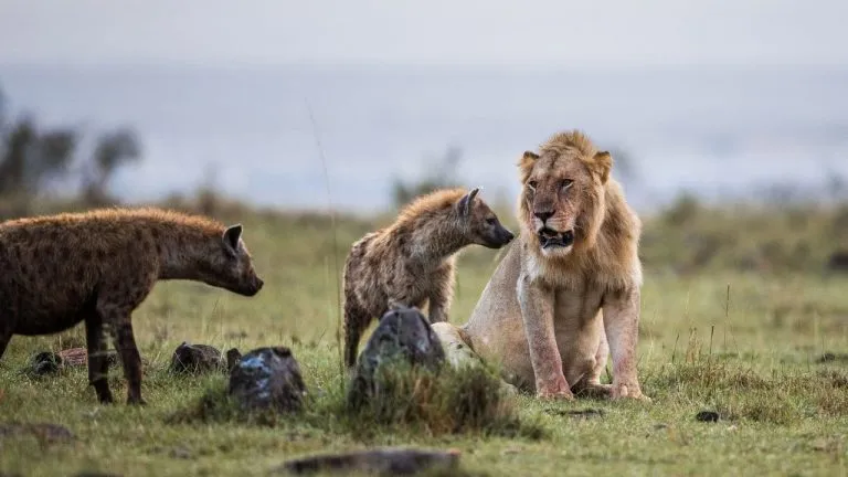 what do hyenas eat