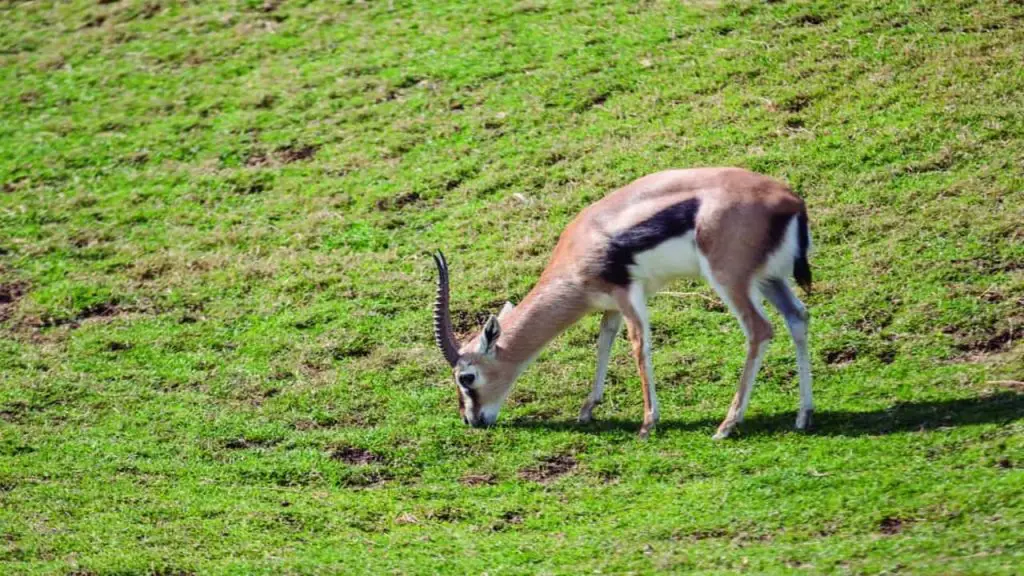 Gazelles
