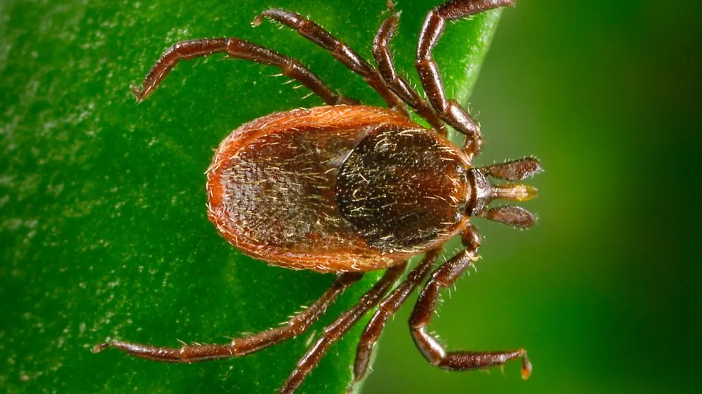 Do all ticks carry diseases?