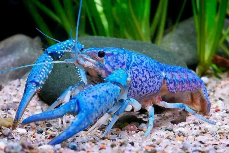 what do crawdads eat
