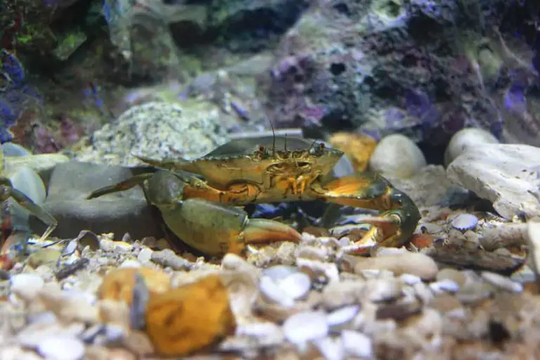 what do crabs eat