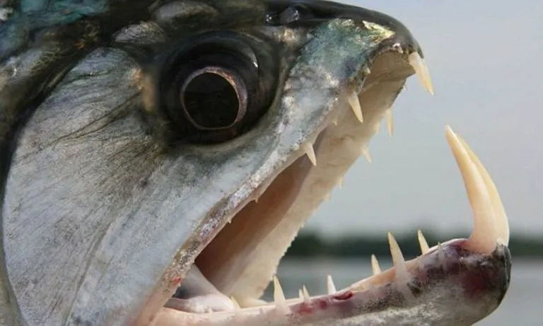 what do piranhas eat