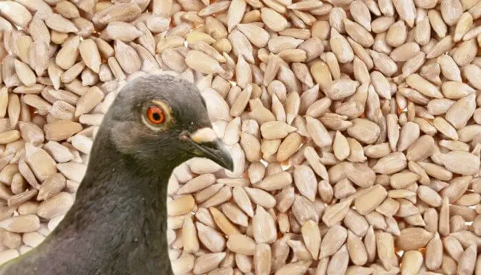 what do pigeons eat