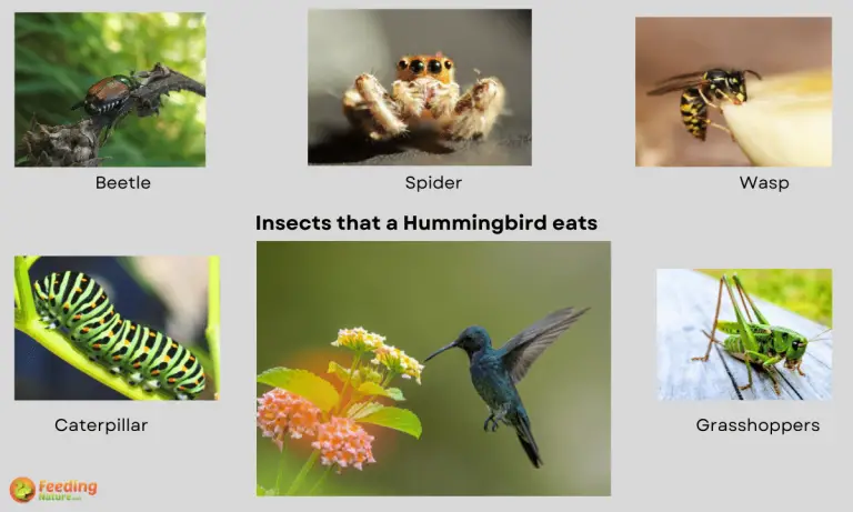 do hummingbirds eat insects