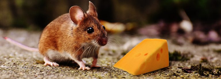 what do mouse eat