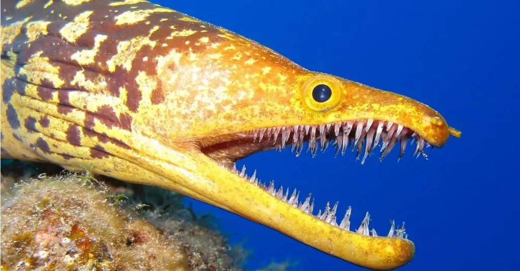 Do Eels eat crabs?