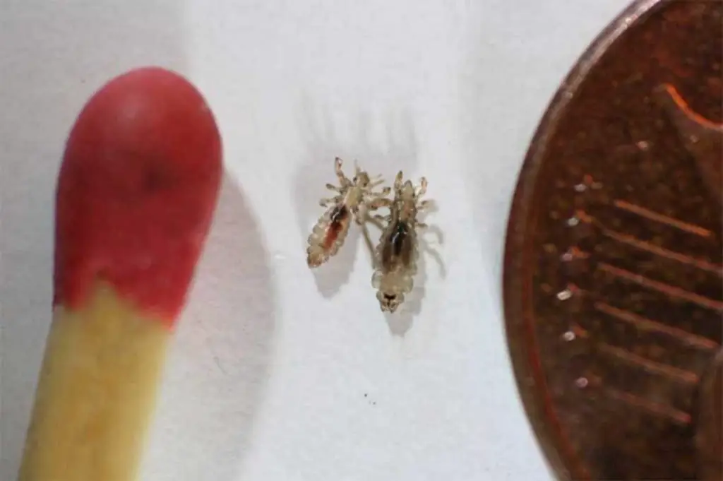 How did humans get head lice?