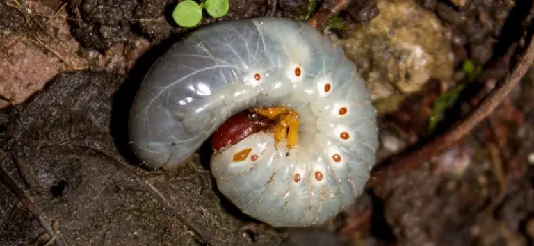what do grubs eat