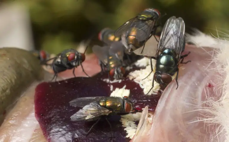 what do flies eat
