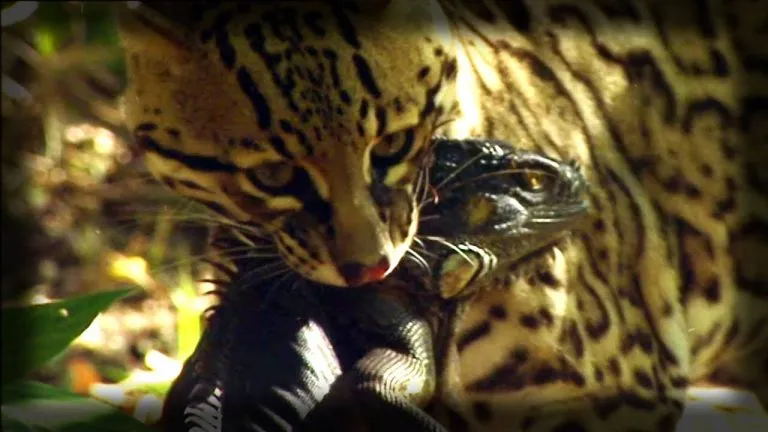 what do ocelots eat